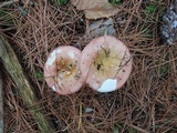 Russula vinosa image