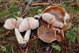 Entoloma sericatum image