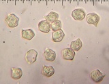 Entoloma sericatum image