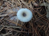 Clitocybe vibecina image