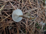 Clitocybe vibecina image