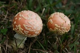 Amanita persicina image