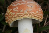 Amanita persicina image