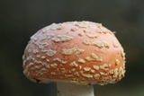 Amanita persicina image