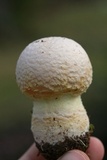 Amanita persicina image