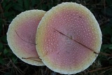 Amanita persicina image