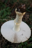 Amanita persicina image