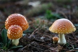 Amanita persicina image