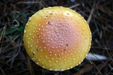 Amanita persicina image