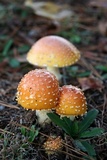 Amanita persicina image