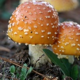 Amanita persicina image