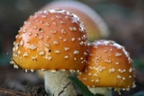 Amanita persicina image