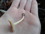 Inocybe praetervisa image