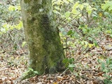 Sticta carolinensis image