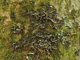 Sticta carolinensis image