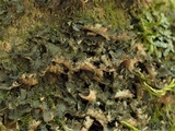 Sticta carolinensis image