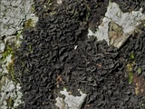 Leptogium austroamericanum image