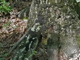 Leptogium austroamericanum image