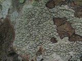 Pertusaria multipunctoides image