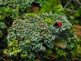 Cladonia caespiticia image