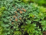 Cladonia caespiticia image