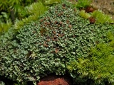Cladonia caespiticia image