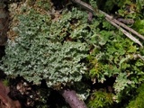 Cladonia caespiticia image