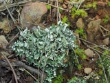 Cladonia polycarpia image