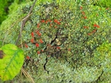 Cladonia didyma image