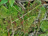 Cladonia didyma image