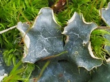 Peltigera polydactyla image