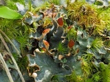 Peltigera polydactyla image