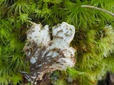 Peltigera polydactyla image