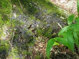 Peltigera phyllidiosa image