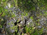 Peltigera phyllidiosa image