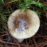 Hygrophorus fuligineus image