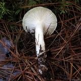 Hygrophorus fuligineus image