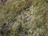 Cladonia atlantica image