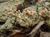Dibaeis baeomyces image