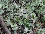 Parmotrema reticulatum image