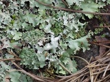 Parmotrema reticulatum image
