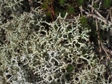 Cladonia subtenuis image