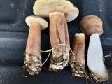 Tylopilus ferrugineus image