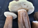 Tylopilus ferrugineus image