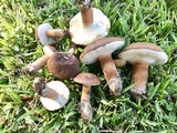 Tylopilus ferrugineus image