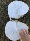 Calvatia cyathiformis image