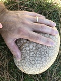 Calvatia cyathiformis image