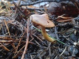 Cortinarius semisanguineus image