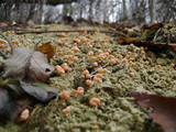 Dibaeis baeomyces image