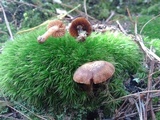 Cortinarius distans image